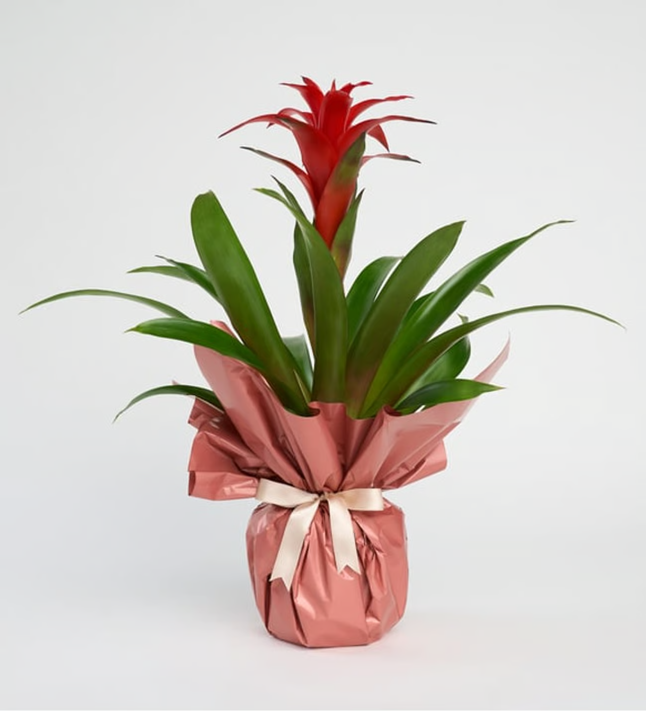 Buketli Polimer Saksıda Guzmania | Gülhane Çiçek